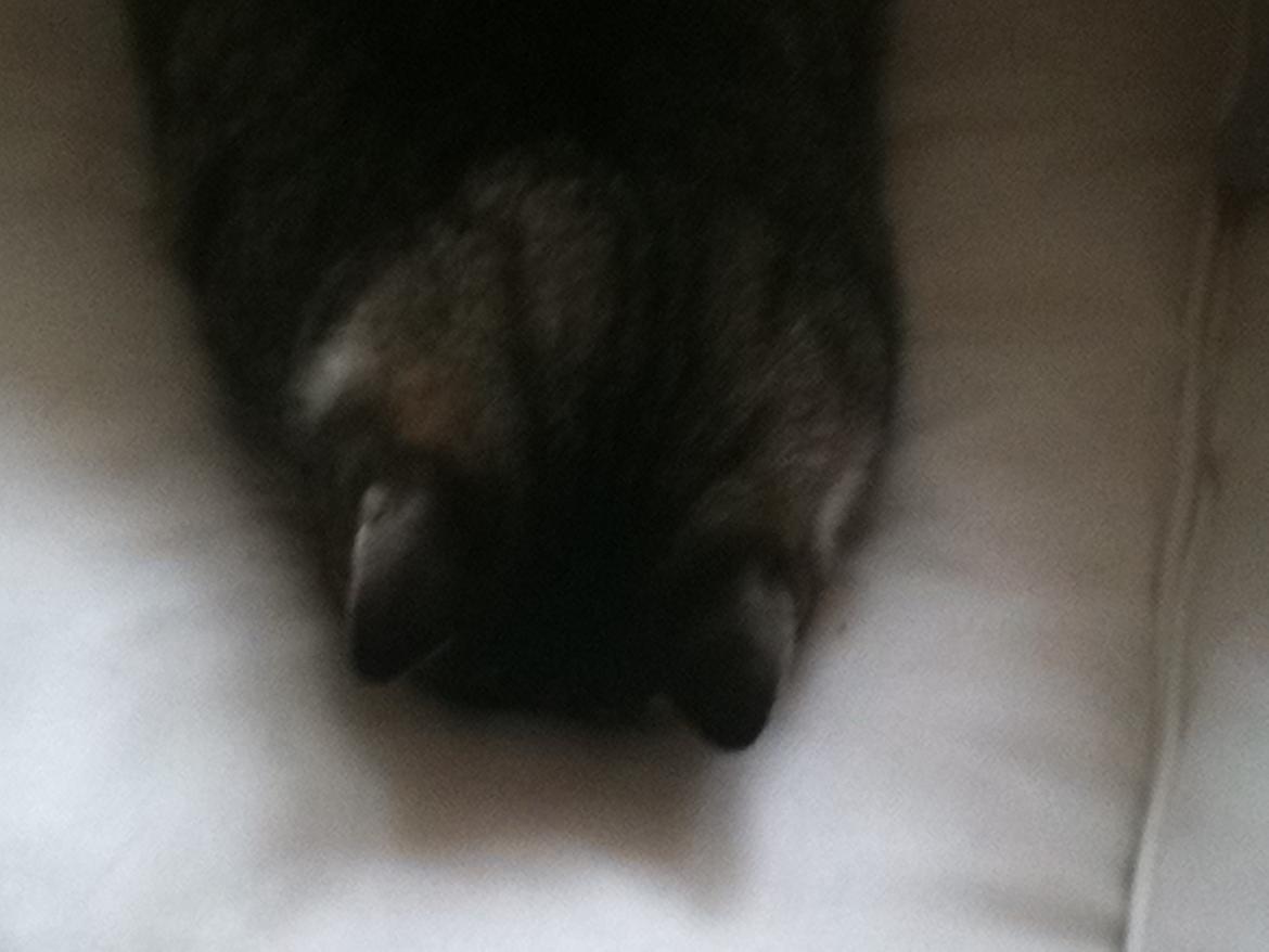 Huskat Tulle billede 4