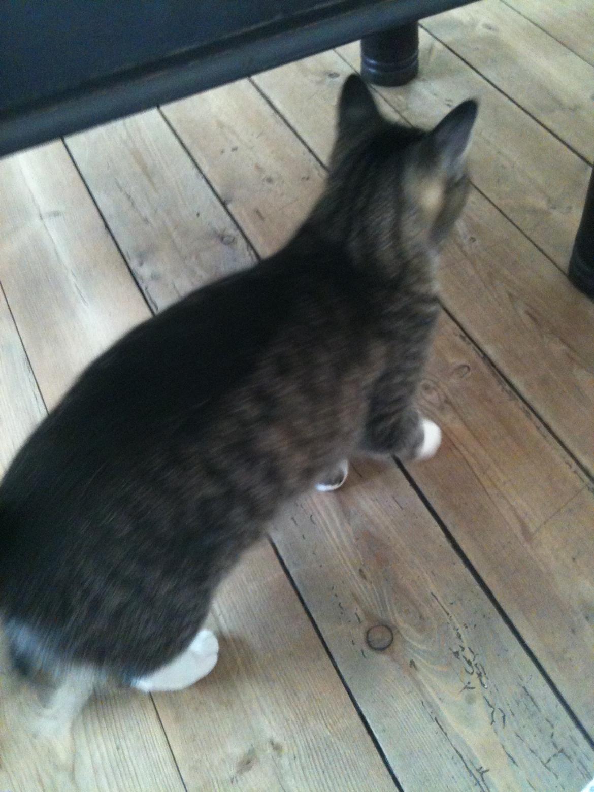 Huskat Tulle billede 5