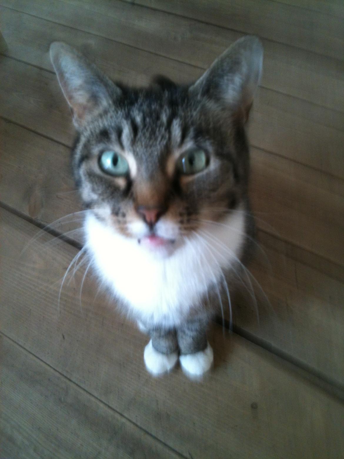 Huskat Tulle billede 6