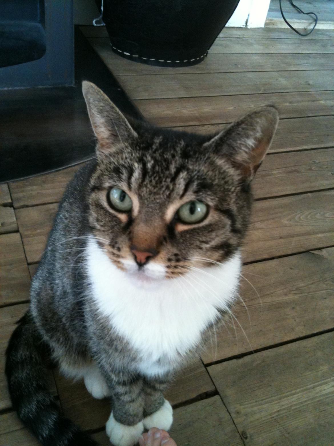 Huskat Tulle billede 7