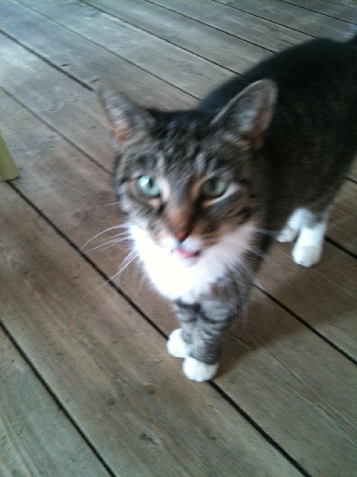 Huskat Tulle billede 8