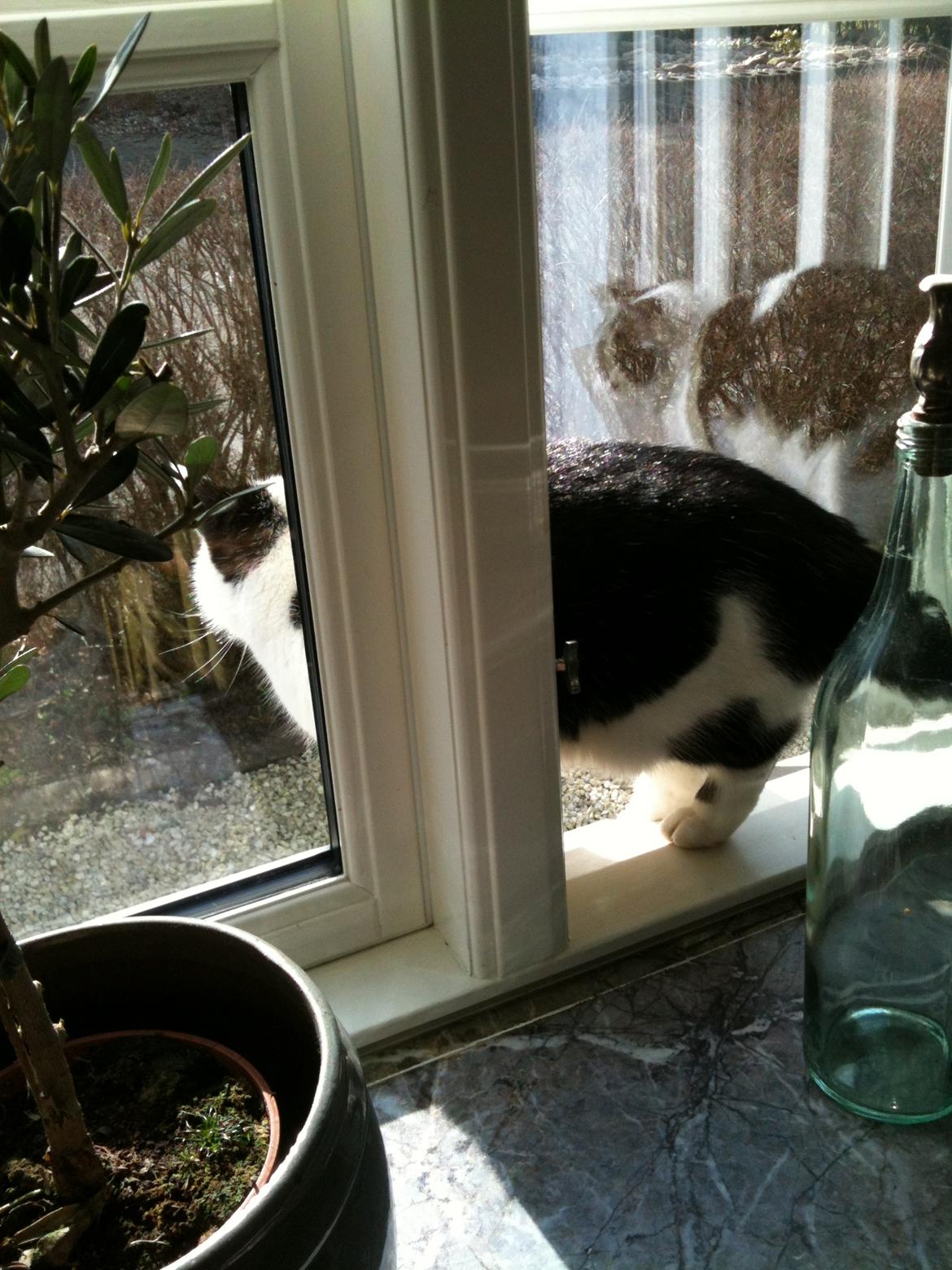 Blanding af racer Molly - Molly halt ude af vinduet billede 7