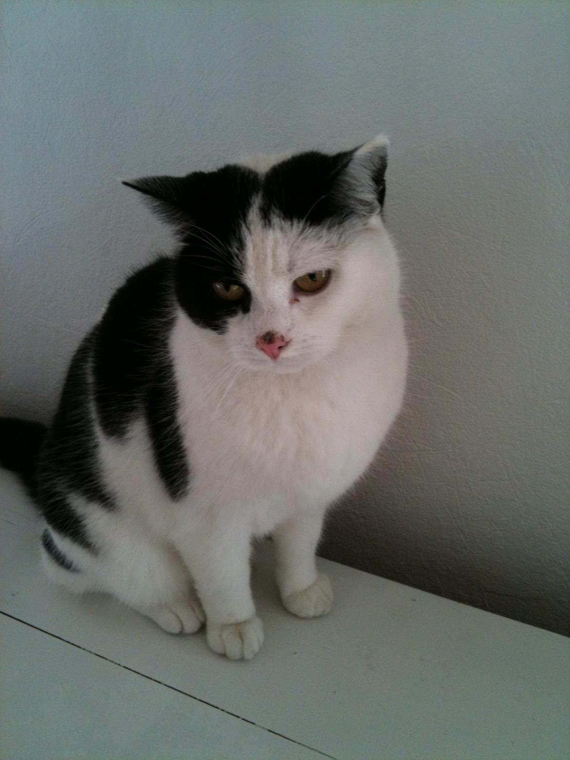 Blanding af racer Molly - Lille Molly billede 8