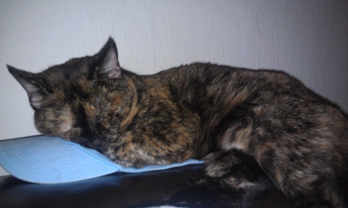 Huskat Puma billede 2