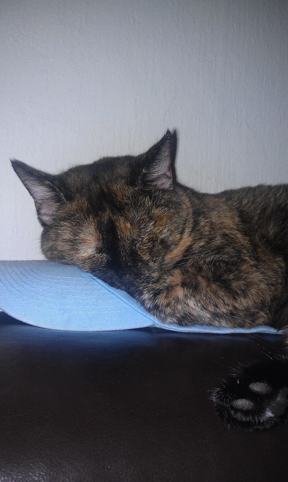 Huskat Puma billede 4