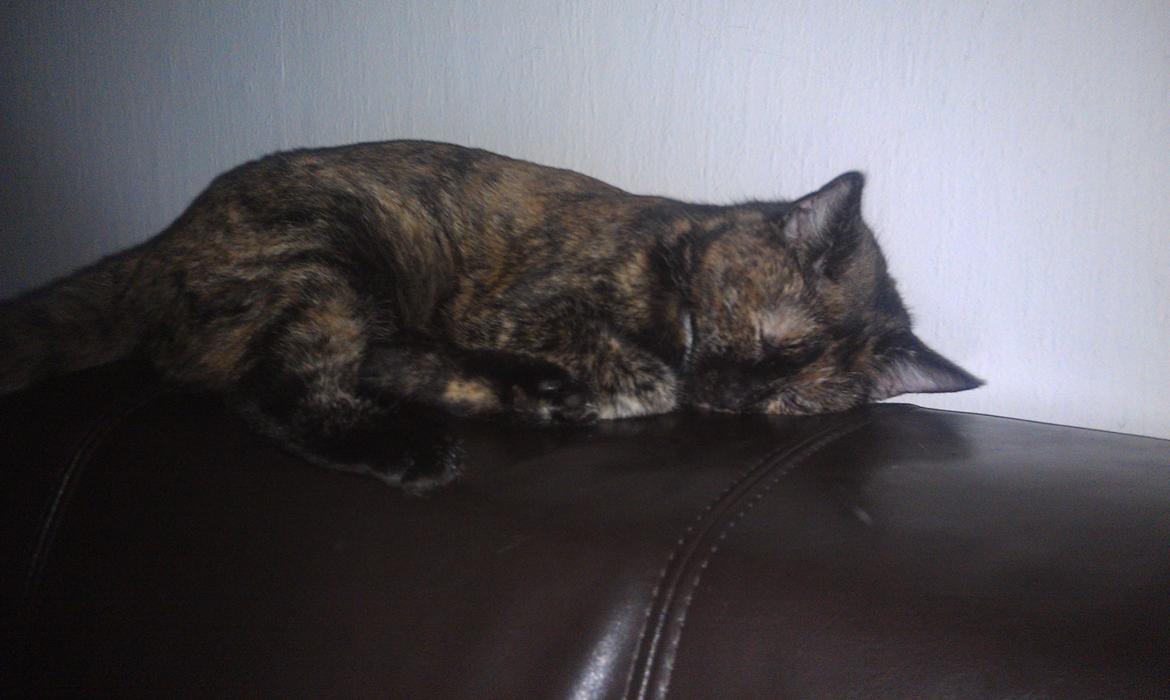Huskat Puma billede 6