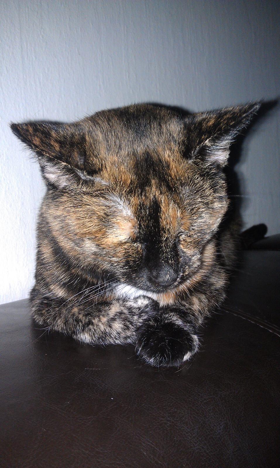 Huskat Puma billede 12