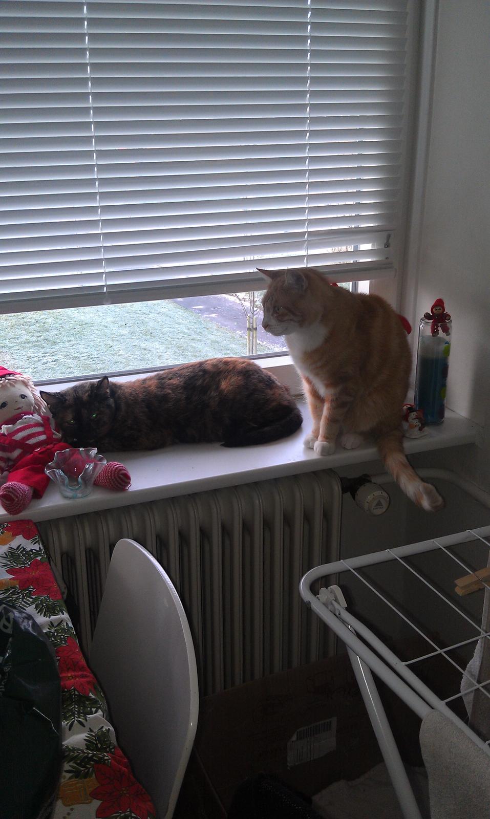 Huskat Puma billede 13