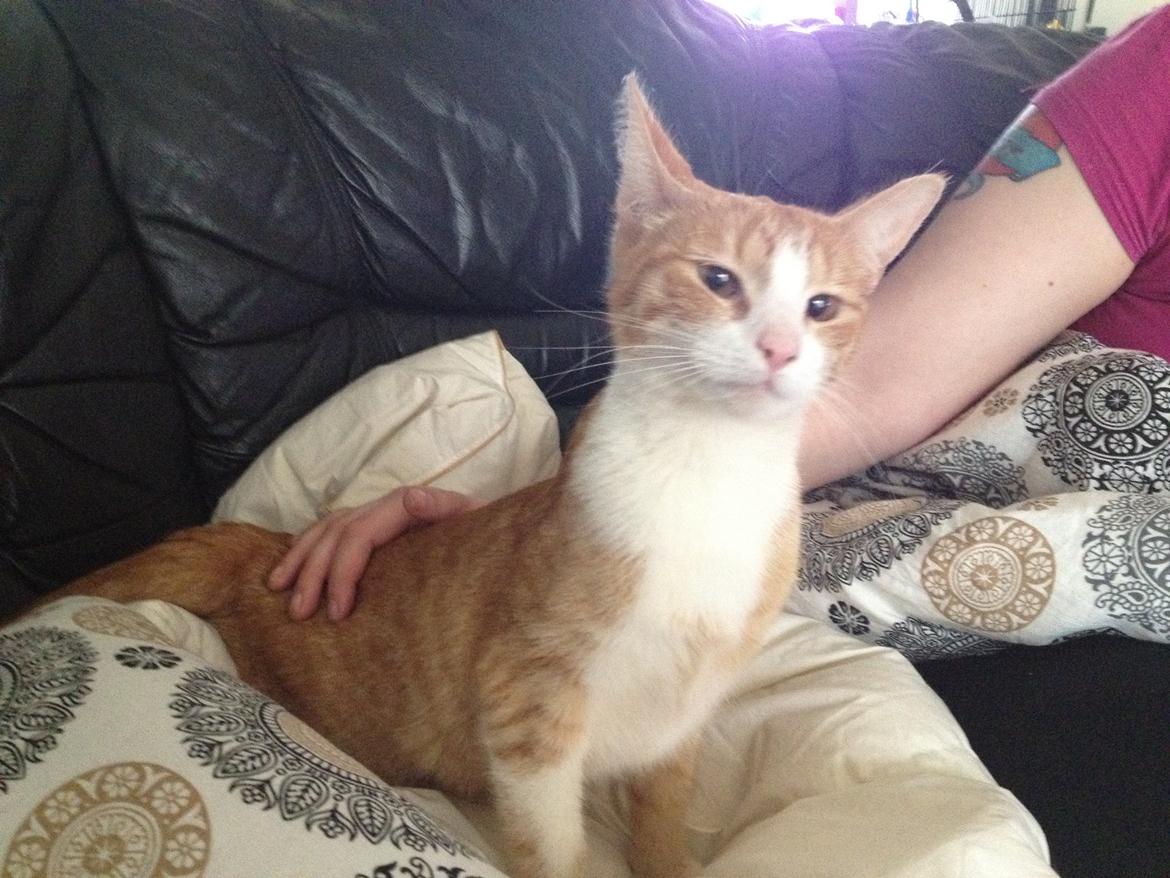 Huskat Chili bortgives billede 1