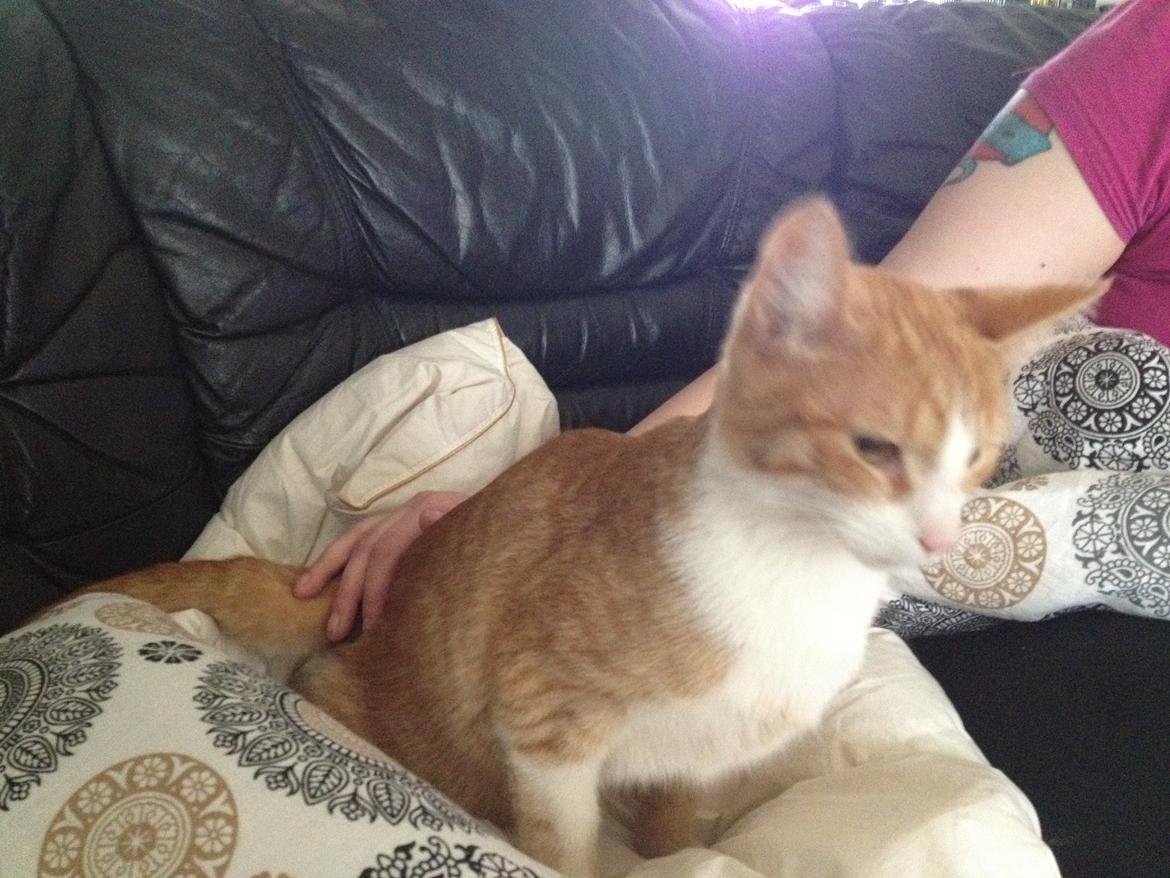 Huskat Chili bortgives billede 2