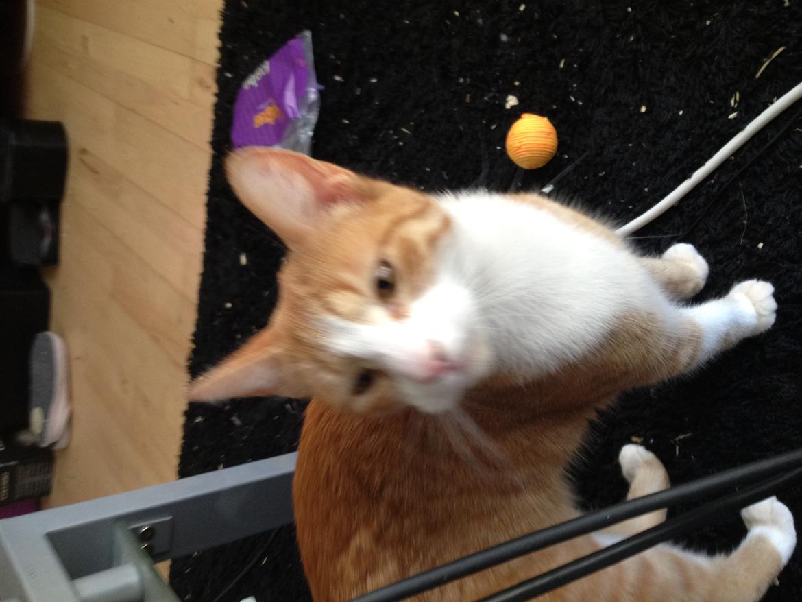 Huskat Chili bortgives billede 3