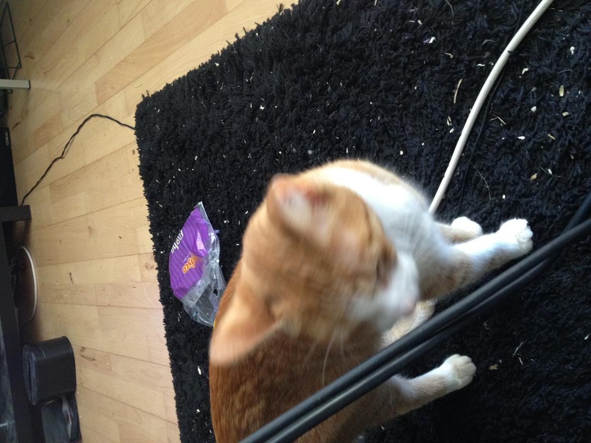 Huskat Chili bortgives billede 4