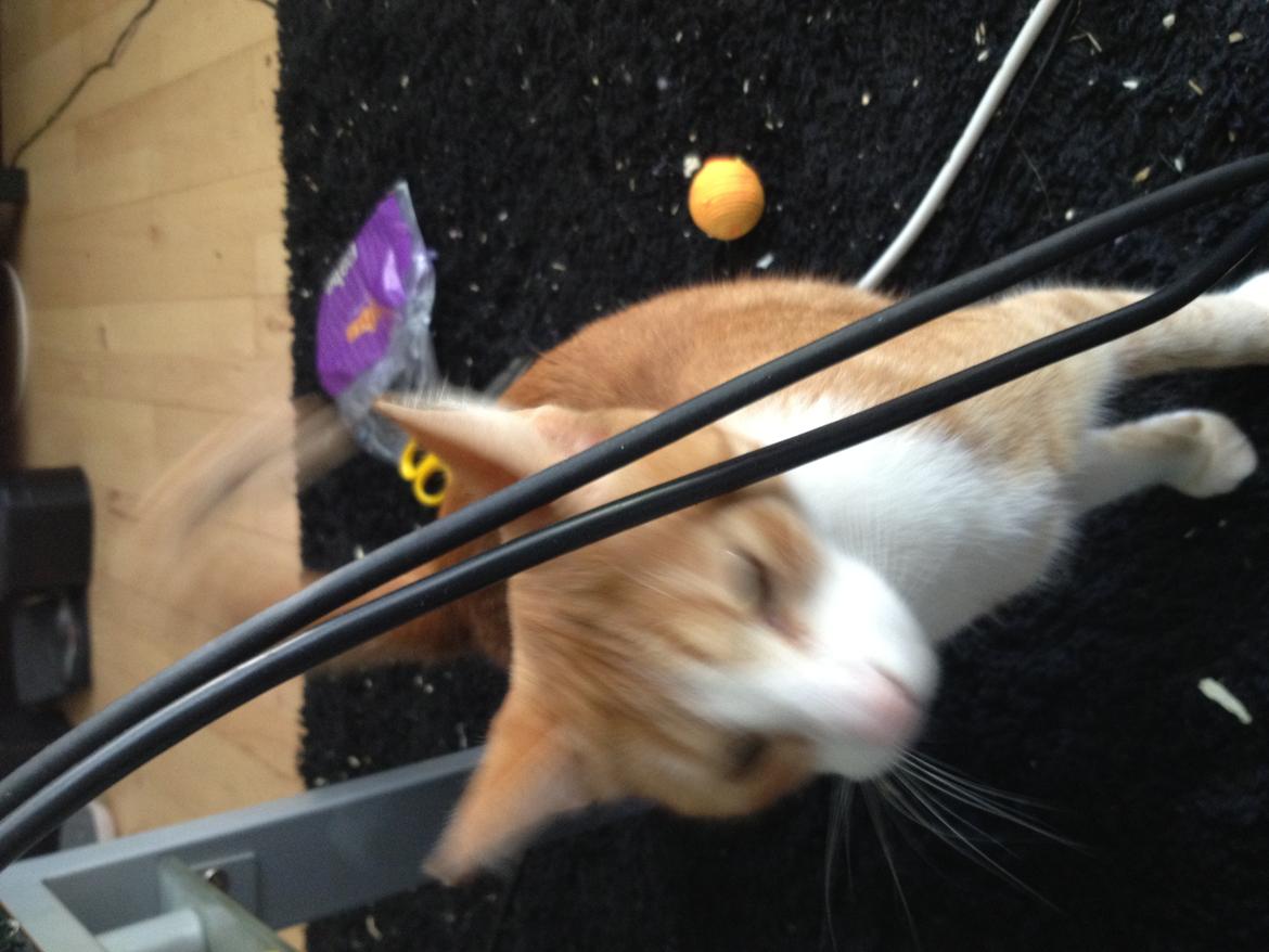 Huskat Chili bortgives billede 5