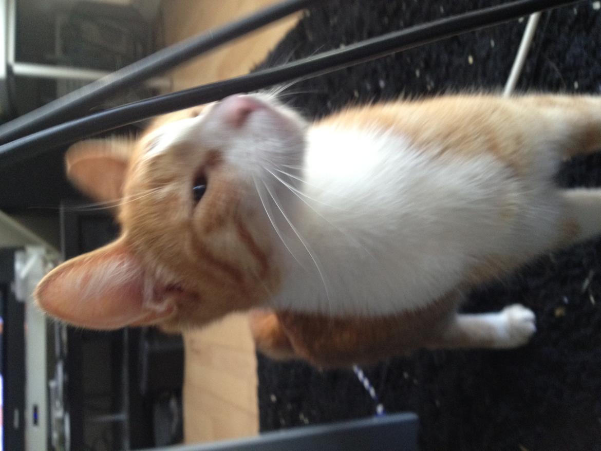 Huskat Chili bortgives billede 6