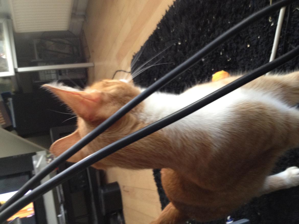 Huskat Chili bortgives billede 7