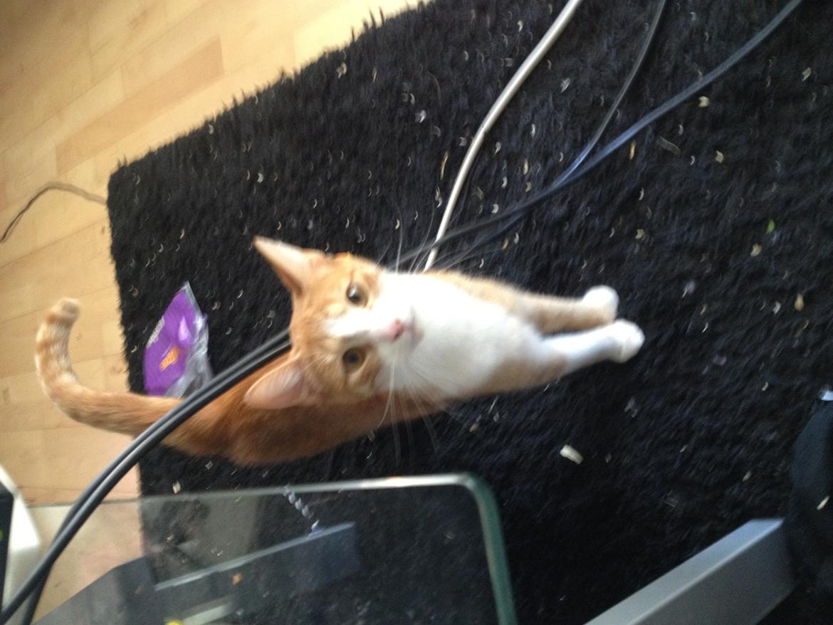 Huskat Chili bortgives billede 8