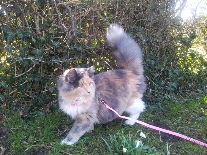 Blanding af racer Aya billede 2