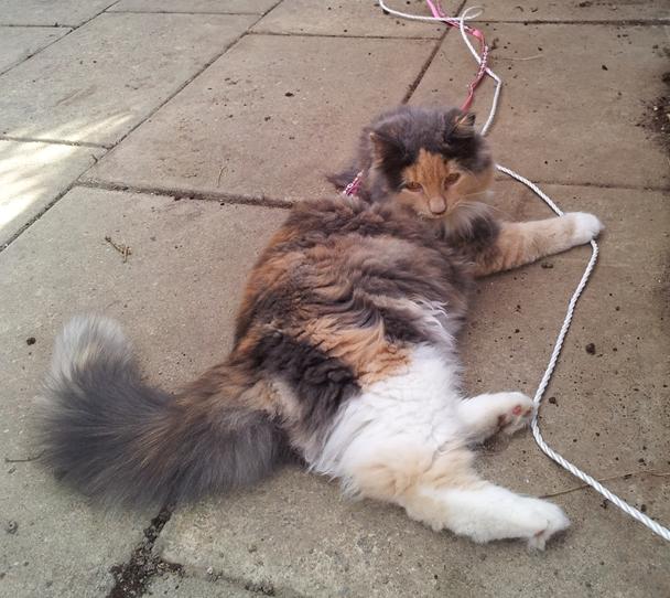 Blanding af racer Aya billede 16