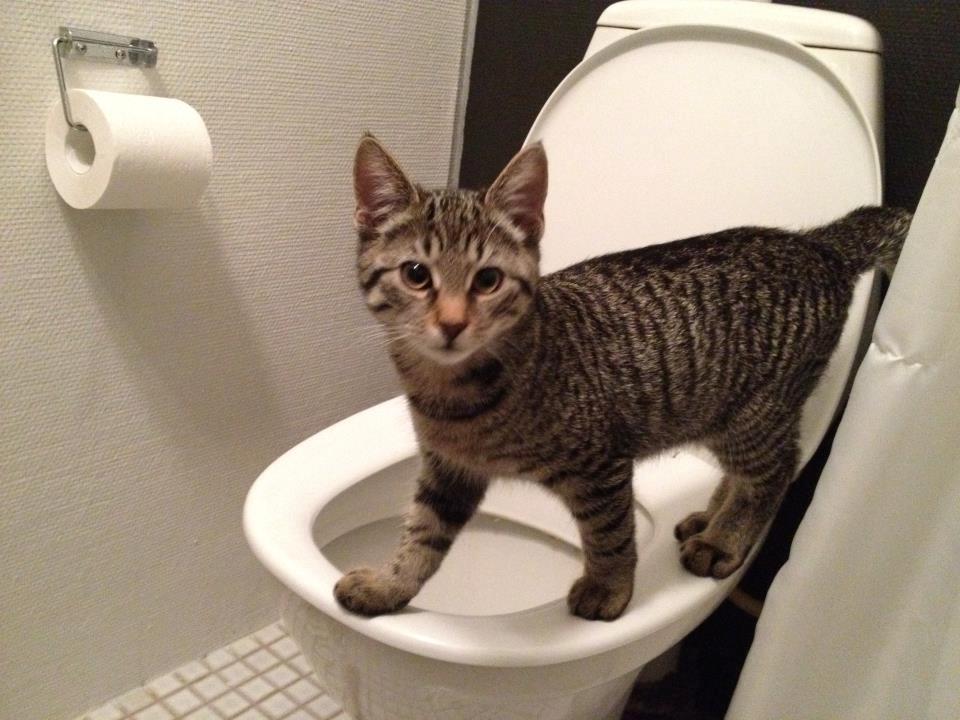 Huskat Trace billede 8