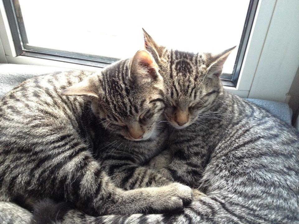 Huskat Trace billede 9