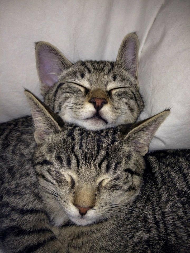 Huskat Trace billede 11