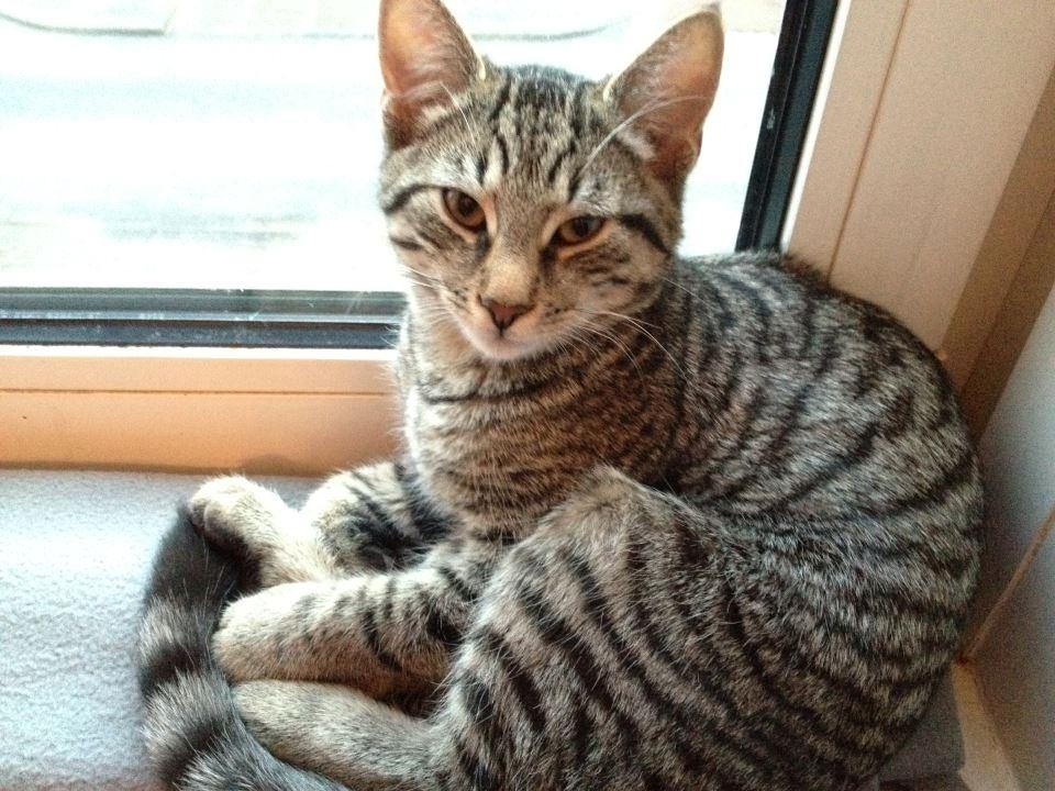 Huskat Trace billede 12