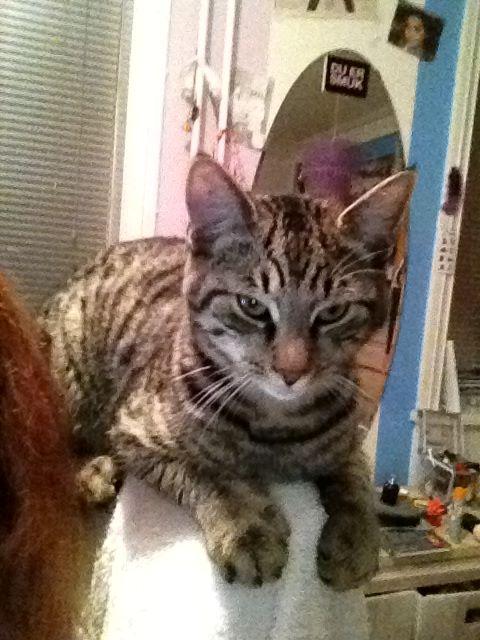 Huskat Trace billede 13