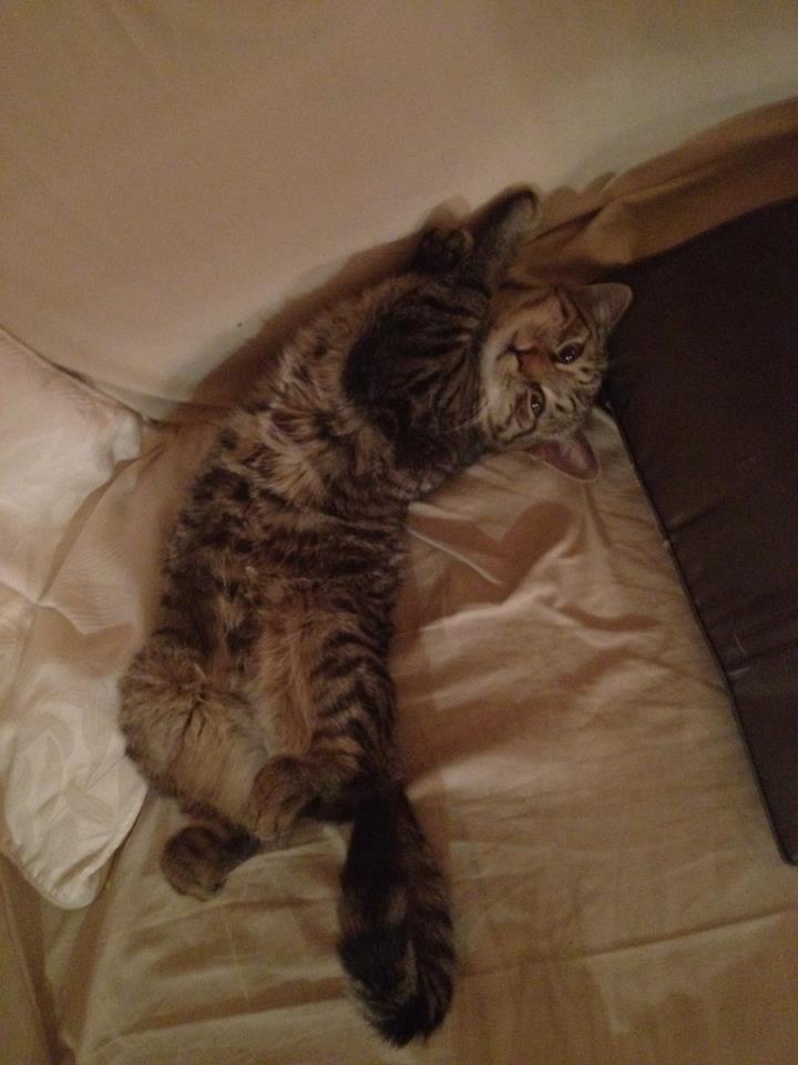 Huskat Trace billede 14