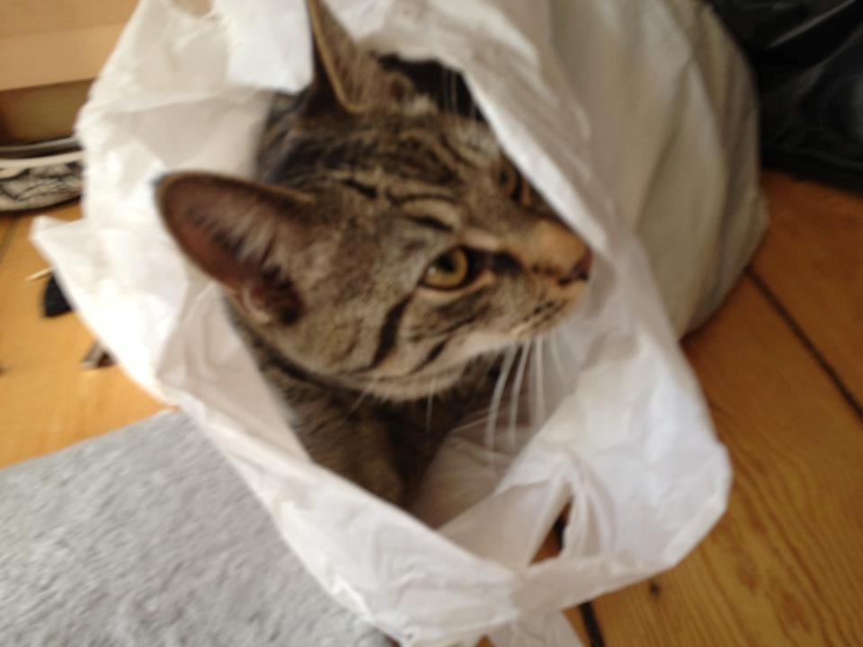 Huskat Trace billede 1