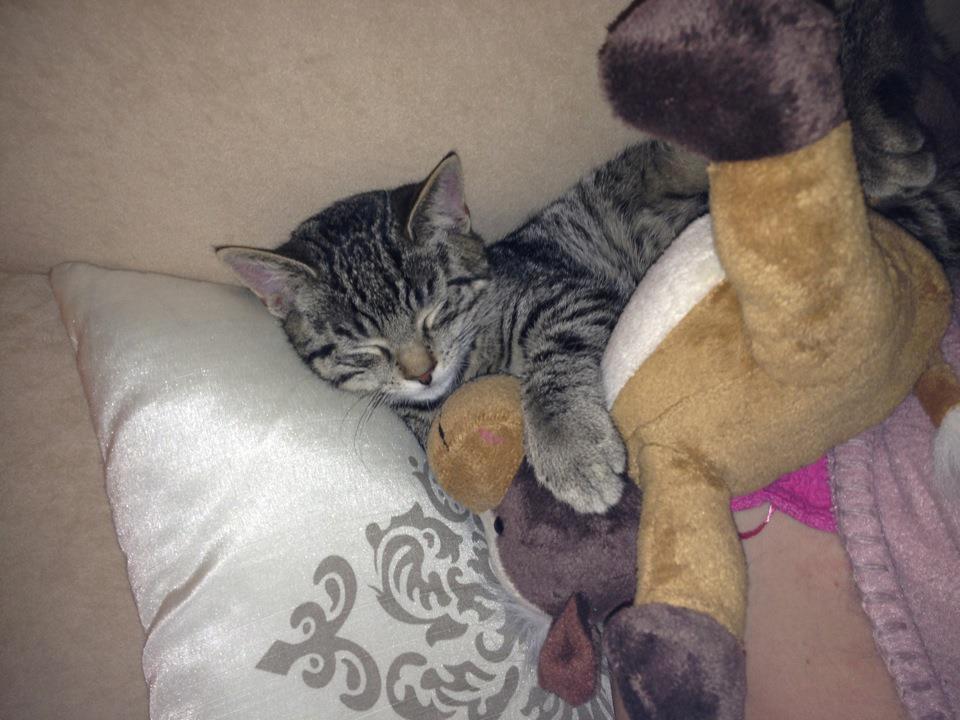 Huskat Andy billede 9