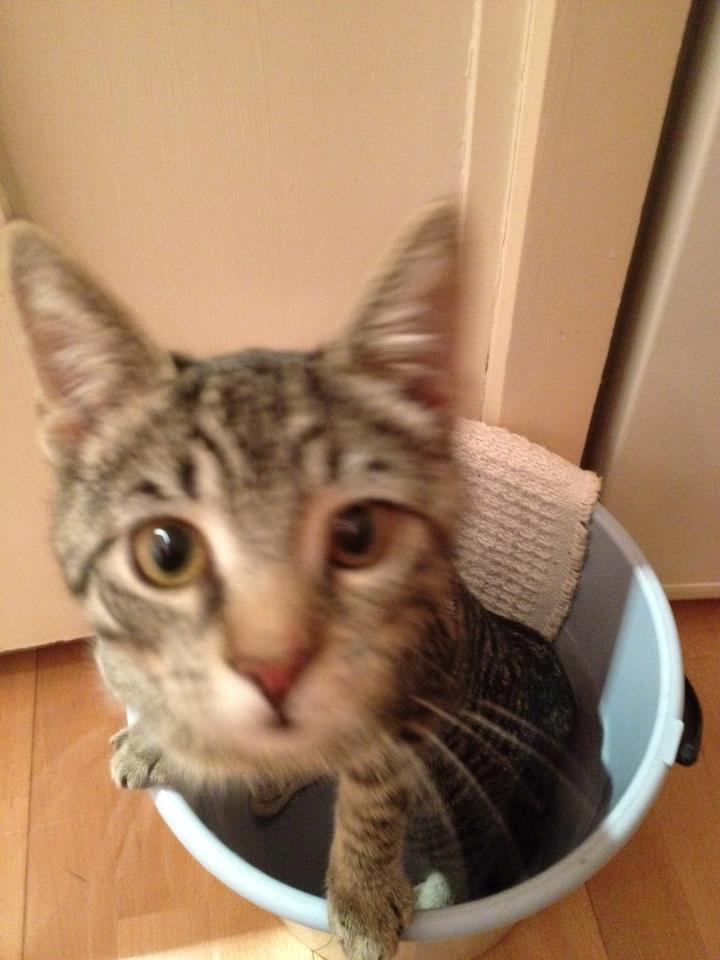 Huskat Andy billede 10