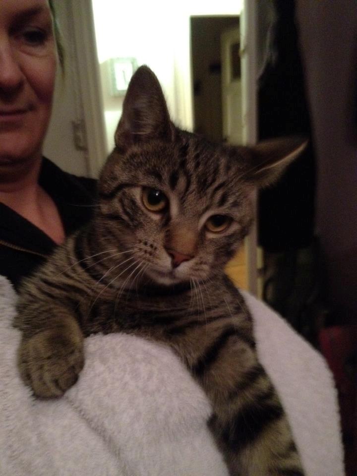 Huskat Andy billede 11