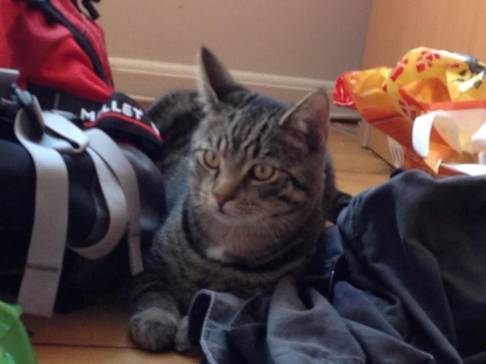 Huskat Andy billede 12