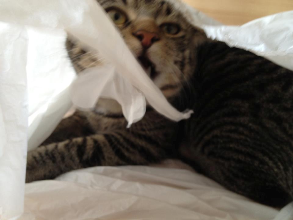 Huskat Andy billede 13