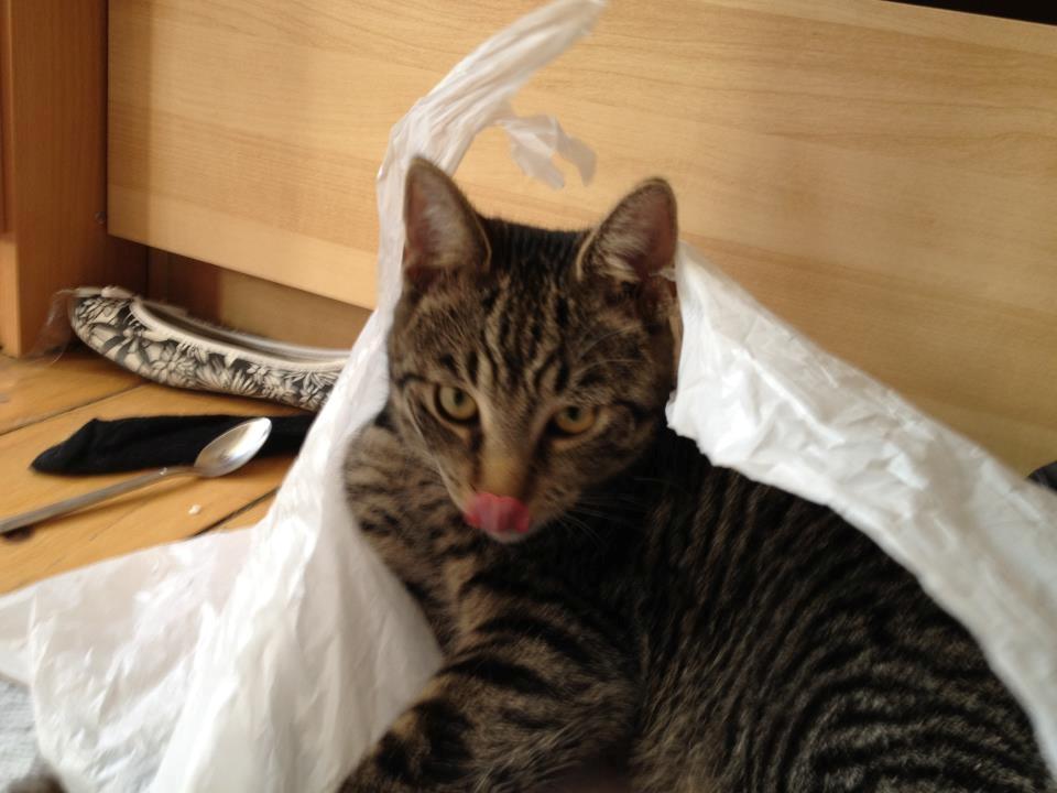 Huskat Andy billede 14