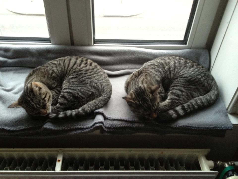 Huskat Andy billede 16