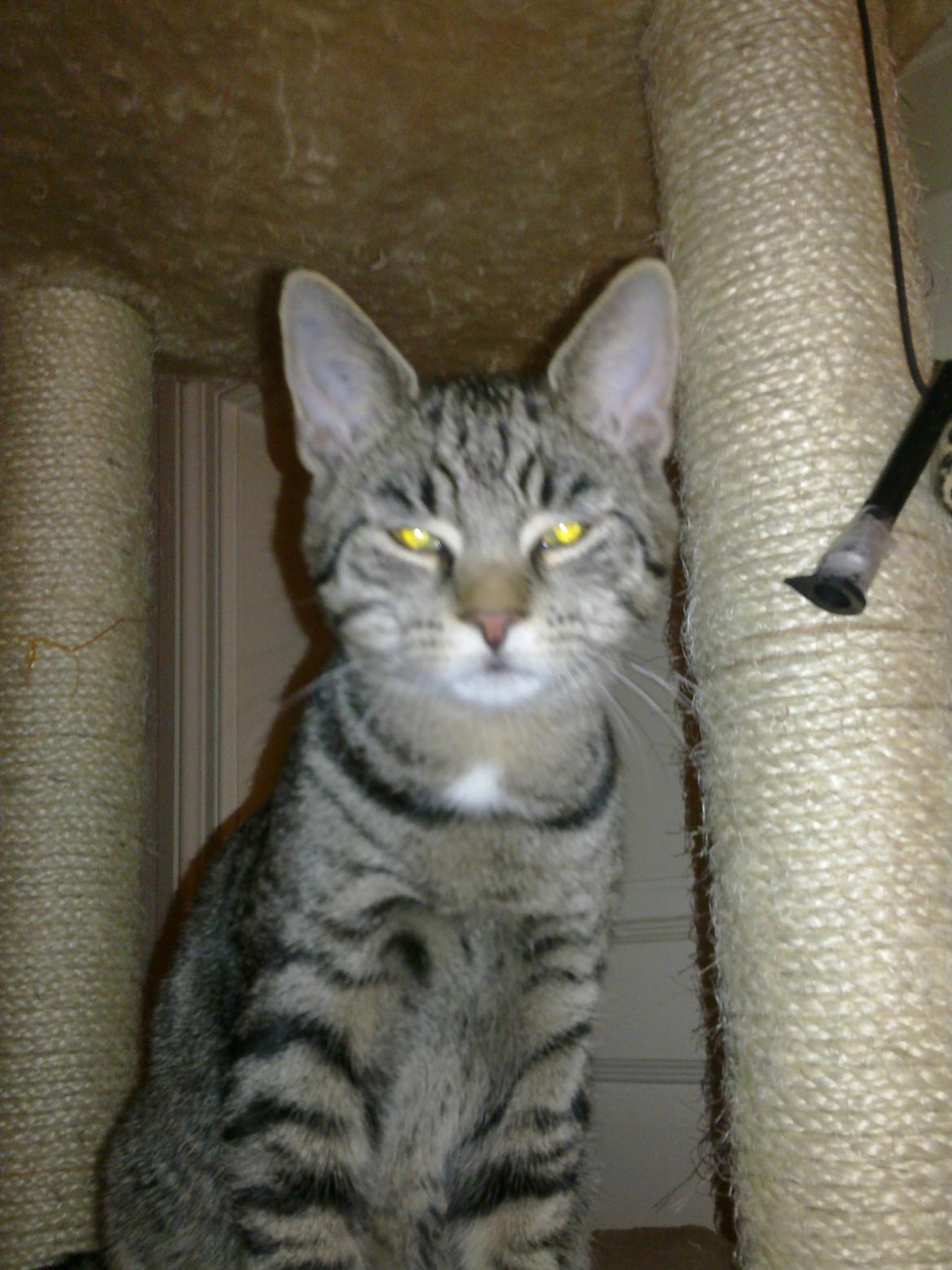 Huskat Andy billede 5