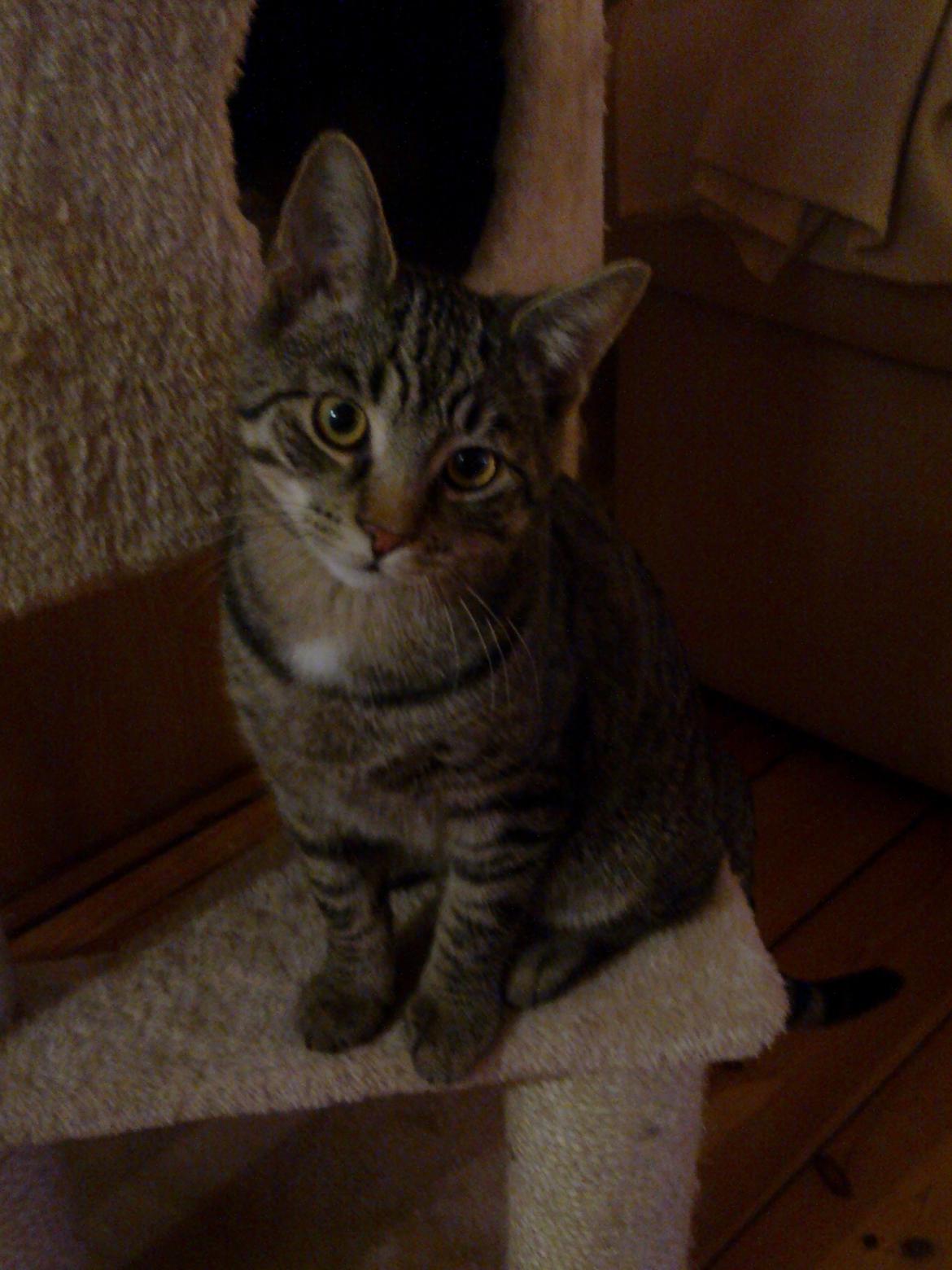 Huskat Andy billede 1