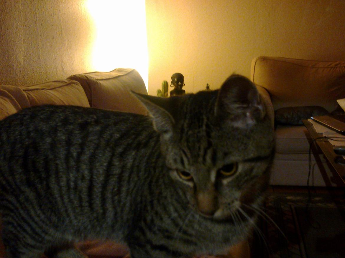 Huskat Trace billede 15