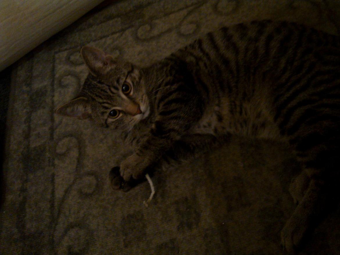 Huskat Trace billede 16