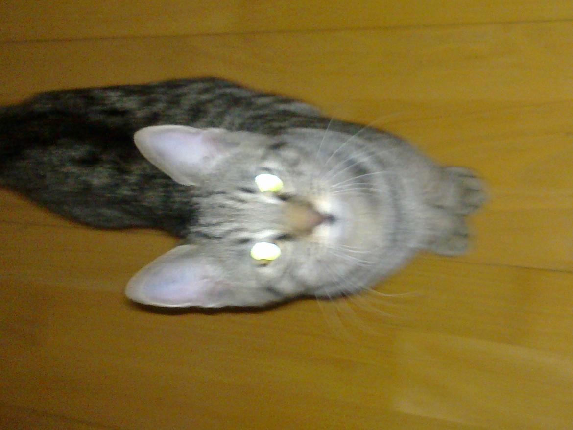 Huskat Trace billede 17