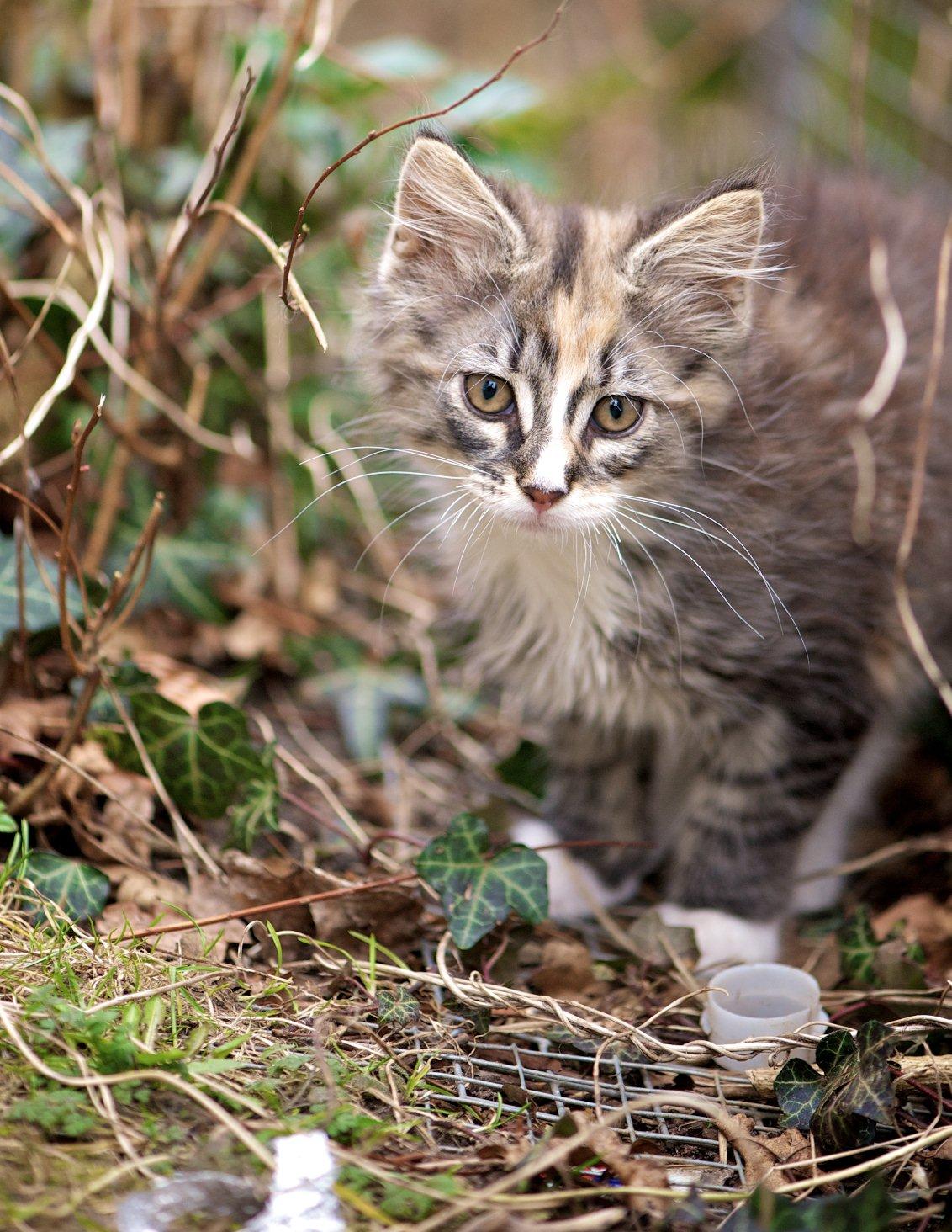 Maine Coon Bubbles billede 1