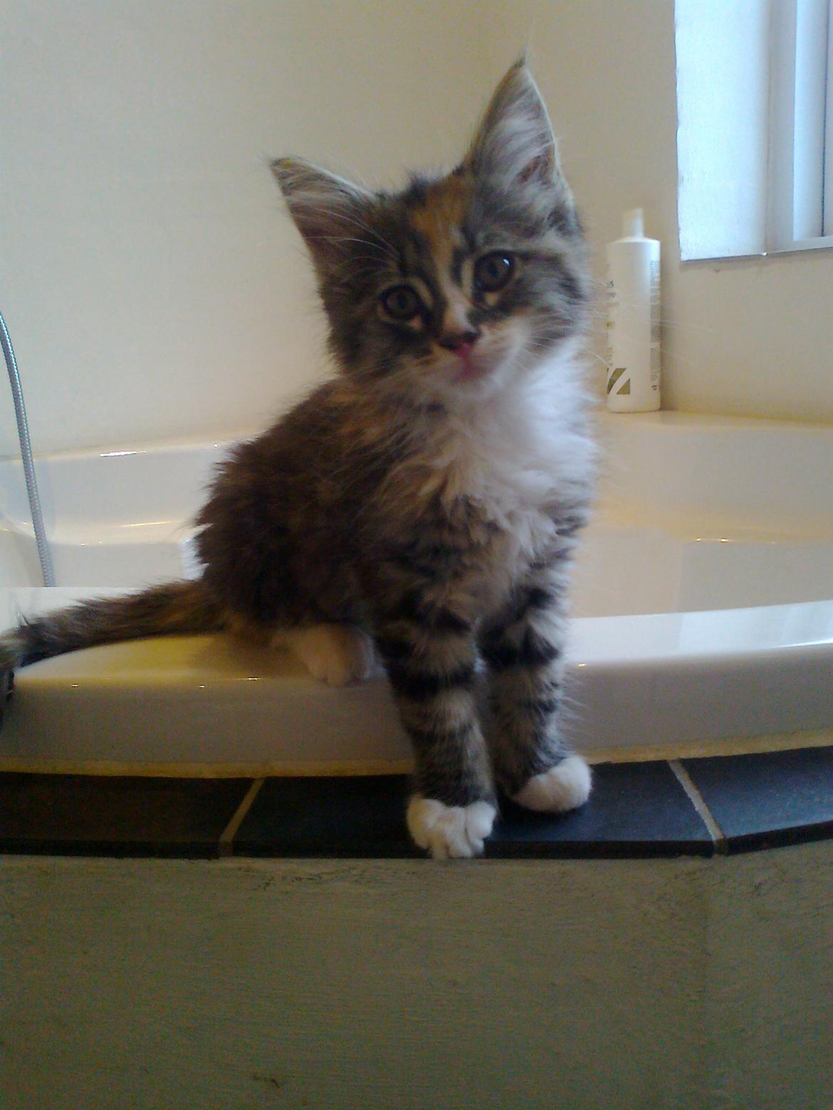 Maine Coon Bubbles billede 2