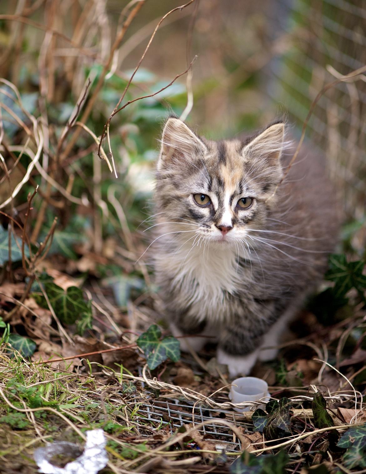 Maine Coon Bubbles billede 4