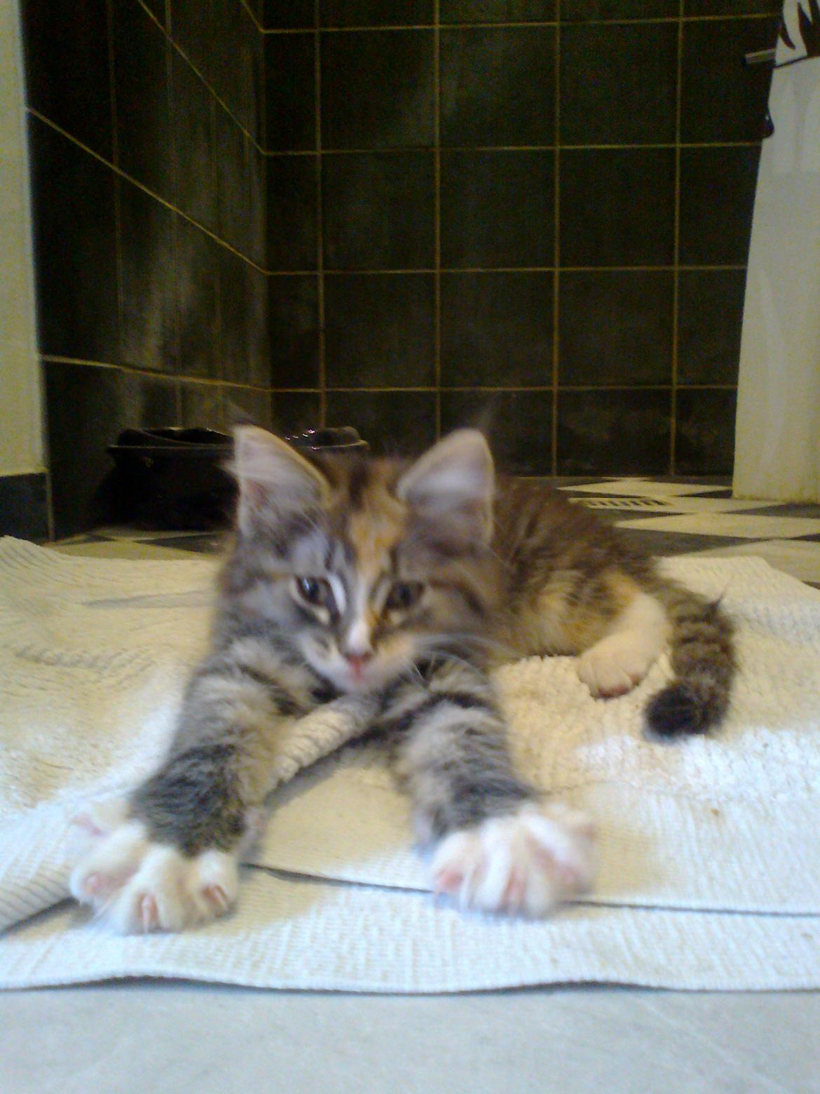 Maine Coon Bubbles billede 5