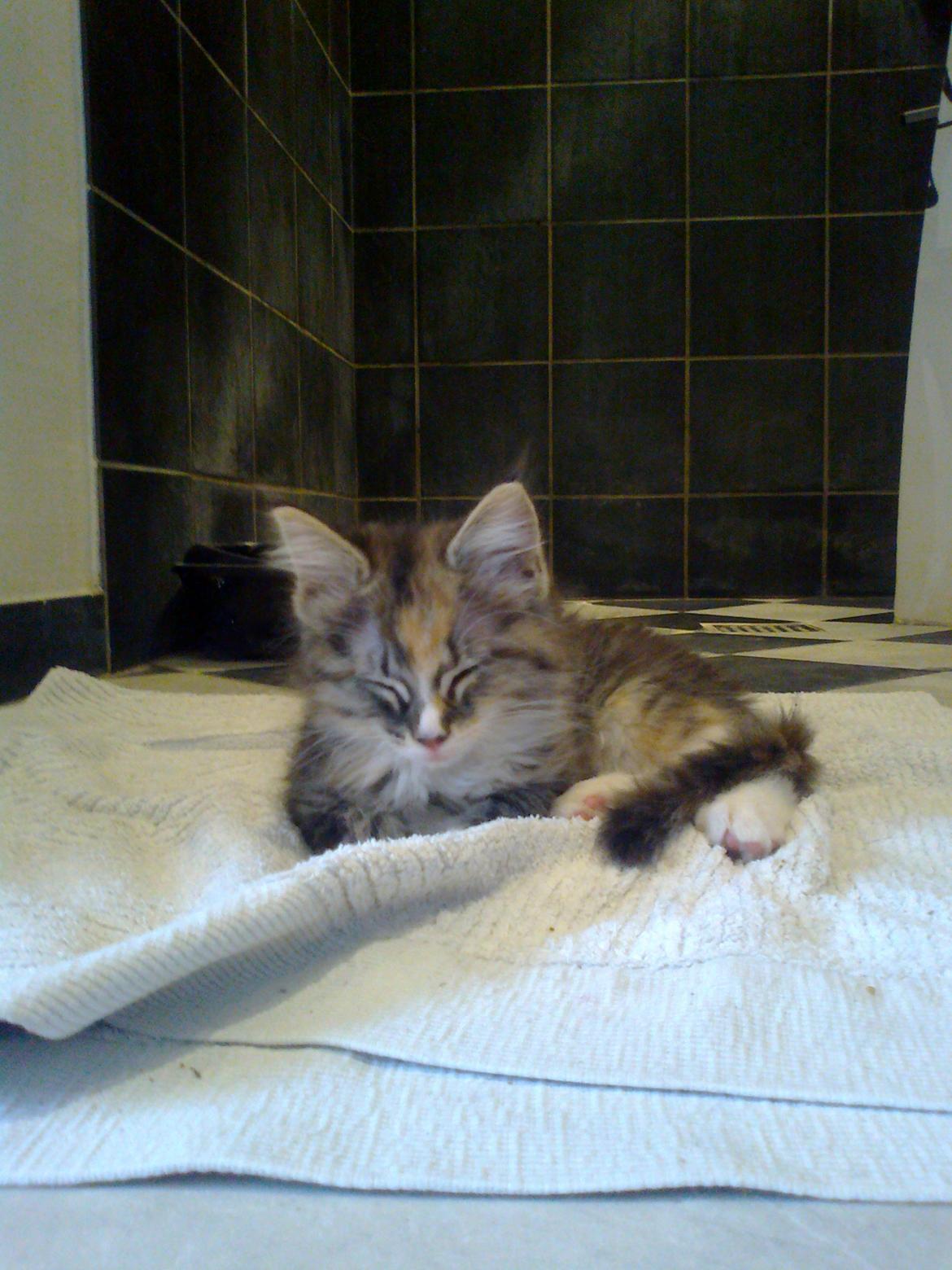 Maine Coon Bubbles billede 7