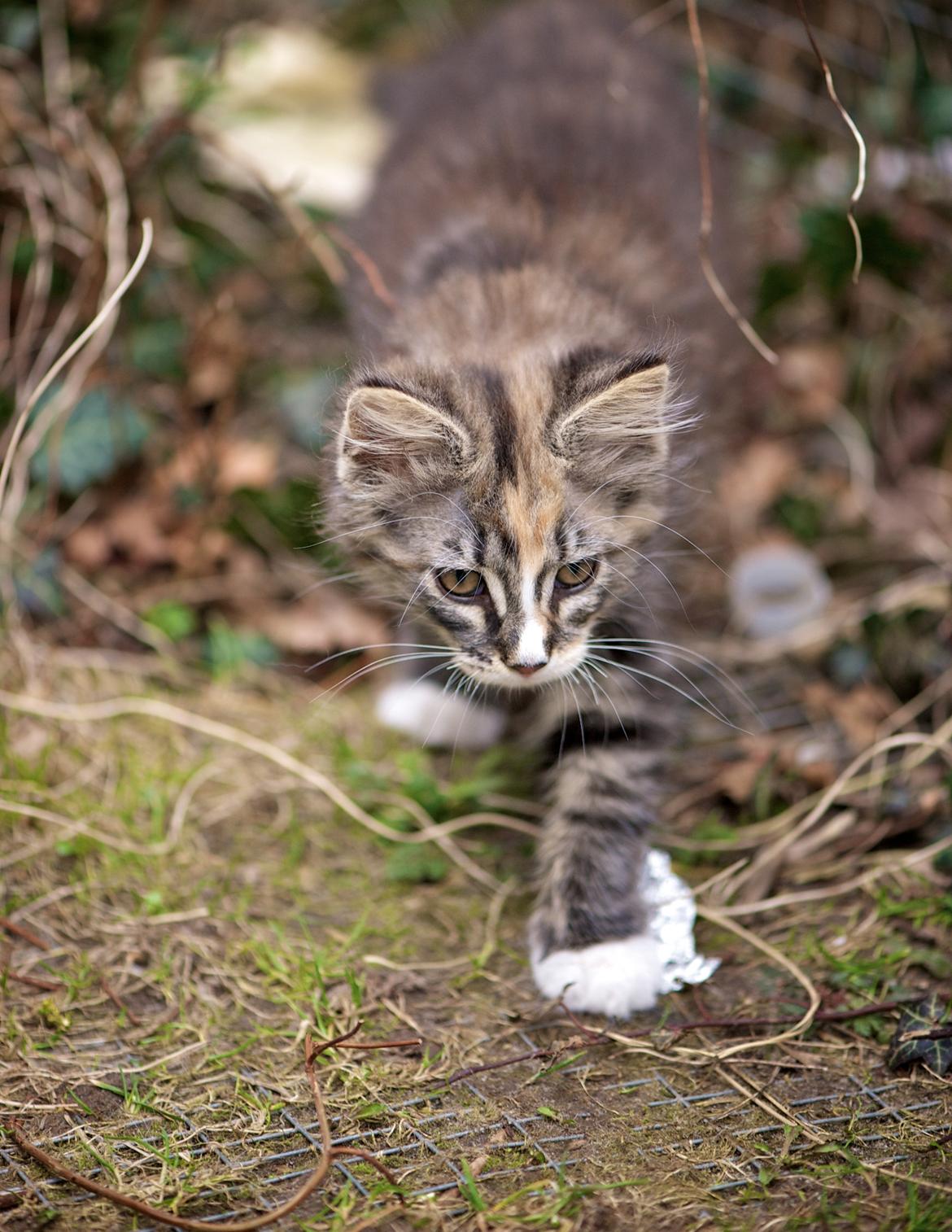Maine Coon Bubbles billede 8