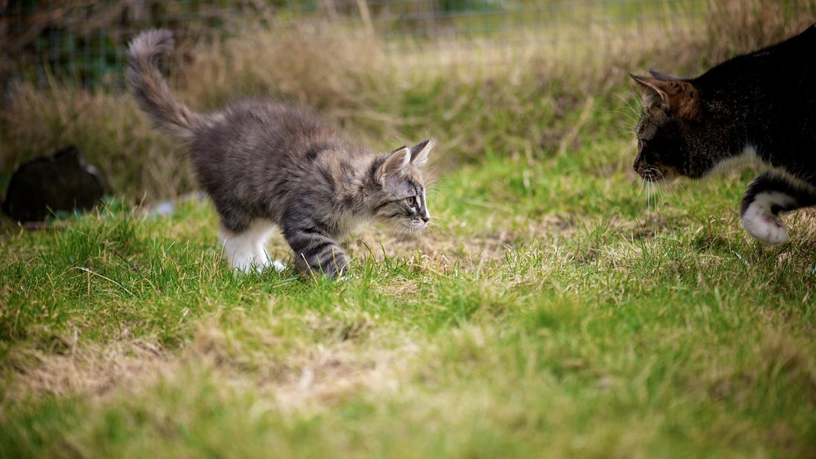 Maine Coon Bubbles billede 10