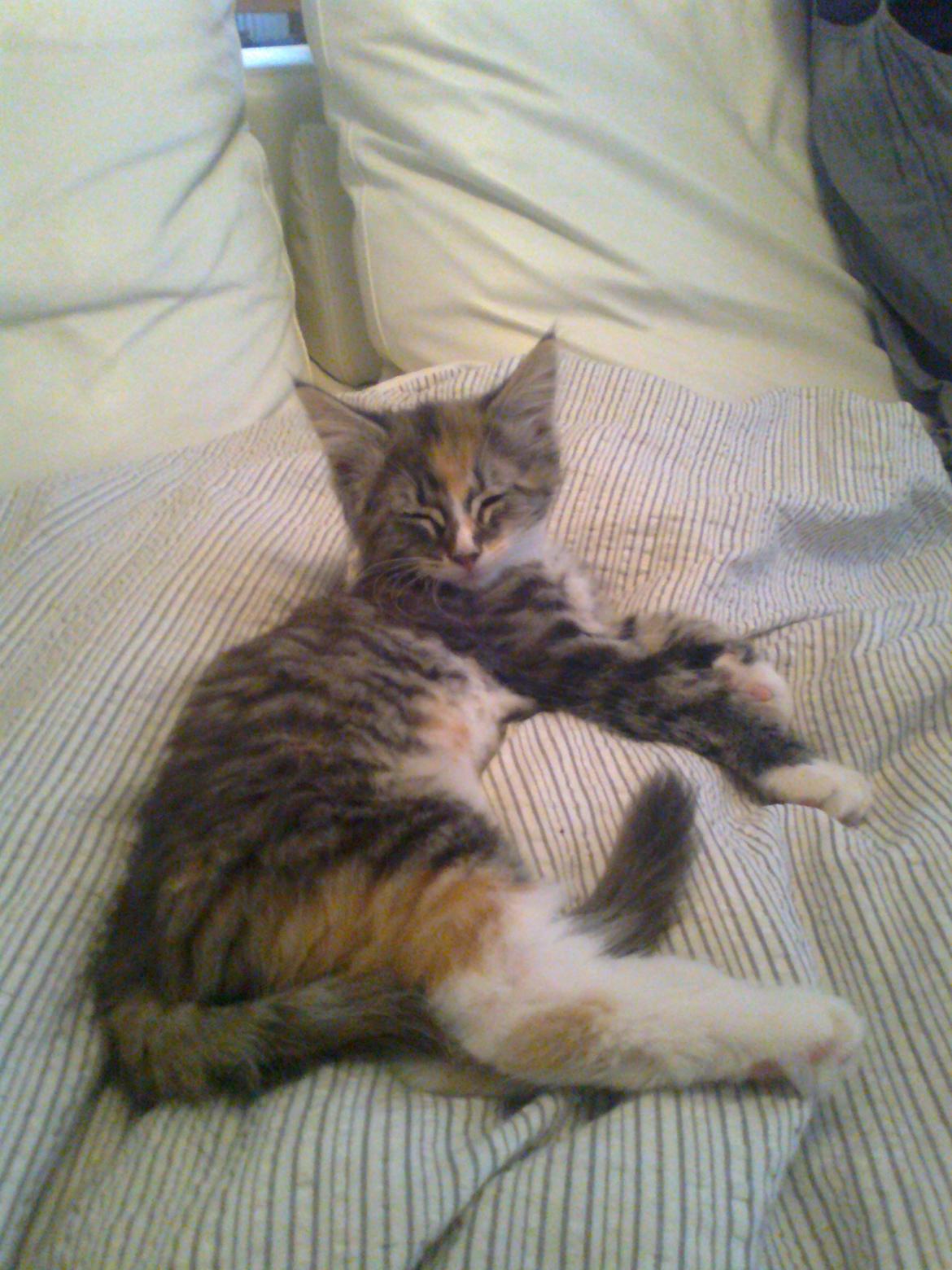 Maine Coon Bubbles billede 11