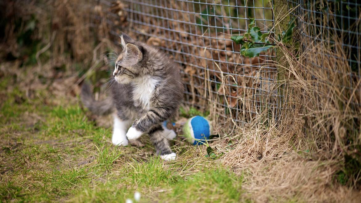 Maine Coon Bubbles billede 12